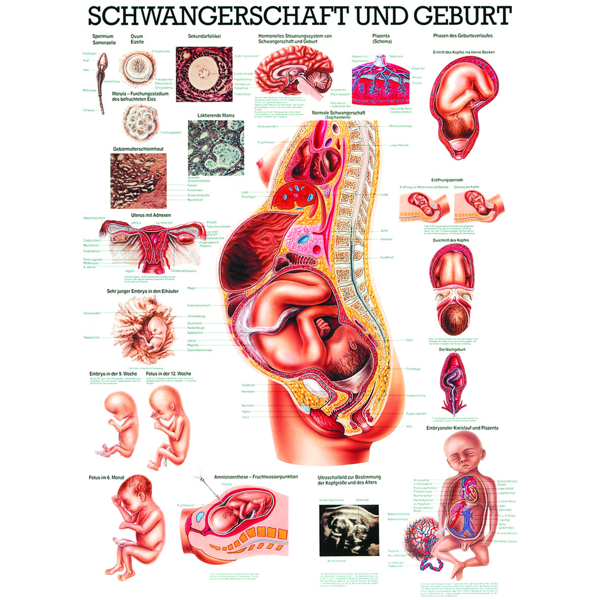 Anatomische Lehrtafel "Schwangerschaft und Geburt"